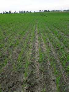 Pszenica ozima Julius