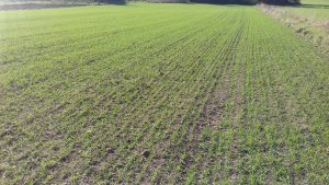 Pszenica ozima Patras