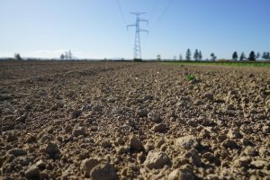 Pszenica ozima RGT Metronom - 12.10.2019