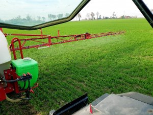 Pszenica ozima Tacitus