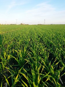 Pszenica ozima Tacitus