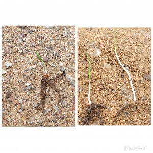 Pszenica ozima Wilejka