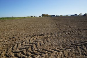 Pszenica RGT Metronom - 12.10.2019