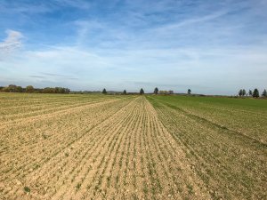 Pszenica RGT Metronom - 19.10.2019