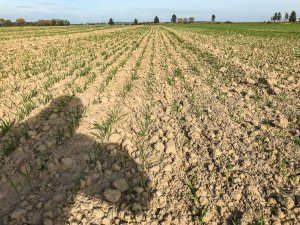 Pszenica RGT Metronom - 19.10.2019