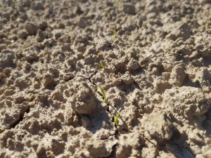 pszenica rgt metronom 12.10.2019