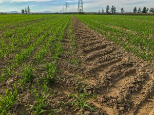 Pszenica RGT Metronom i LG Jutta - 26.10.2019