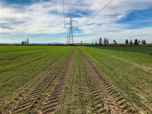 Pszenica RGT Metronom i LG Jutta - 26.10.2019