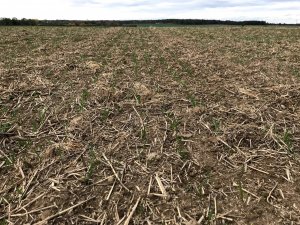 pszenica tytanika 16.10.2019