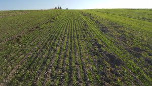 Pszenicy odmiana kilimandżaro