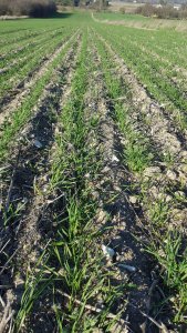 Pszenicy odmiana kilimandżaro