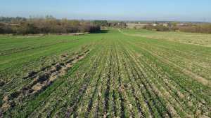 Pszenicy odmiana kilimandżaro