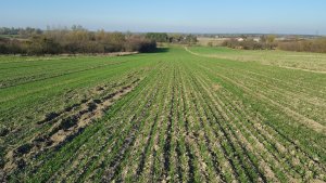 Pszenicy odmiana kilimandżaro