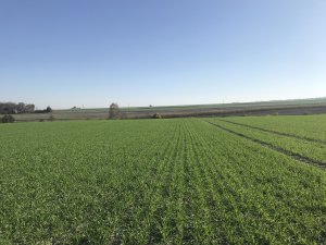 Pszenżyto Orinoko 24.10.2019 - siew 21.09.