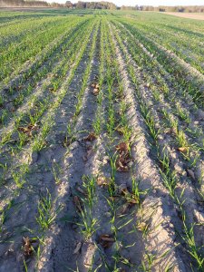 Pszenżyto po łubinie