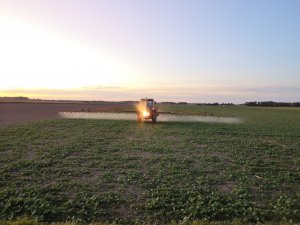 Regulacja rzepaku InV1024 