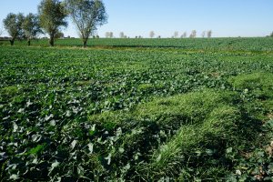 Rzepak - Prince F1 - 12.10.2019