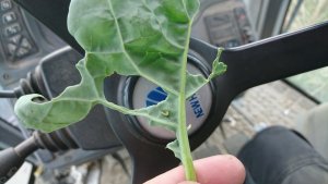 Rzepak exprit i szkodnik