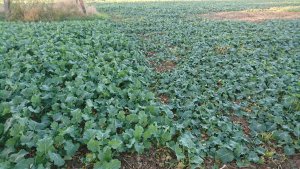 Rzepak exprit kontrolka