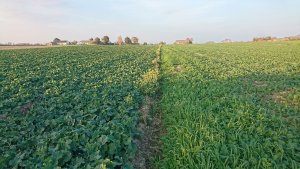 Rzepak exprit vs xxx