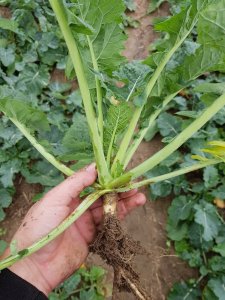 Rzepak ozimy LG Arkansas