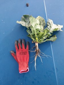 Rzepak ozimy odmiana kuga