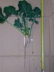 Rzepak ozimy SY Florida F1