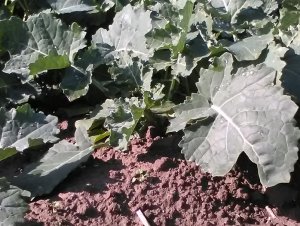 Rzepak ozimy SY Florida F1