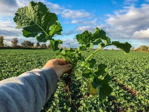 Rzepak Phoenix CL - 10.10.2019