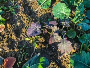 Rzepak Phoenix CL - 10.10.2019