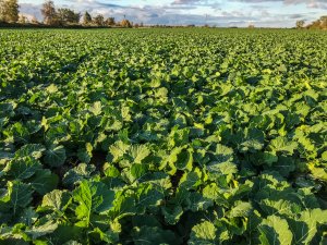 Rzepak Phoenix CL - 10.10.2019r