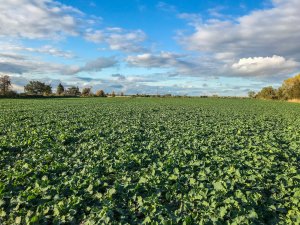 Rzepak Phoenix CL - 10.10.2019r