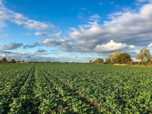 Rzepak Phoenix CL - 10.10.2019r