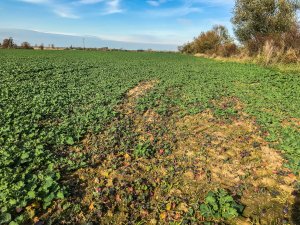 Rzepak Phoenix CL - 19.10.2019