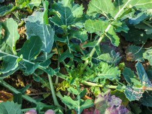 Rzepak Phoenix CL - 19.10.2019