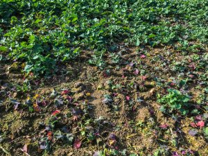 Rzepak Phoenix CL - 19.10.2019