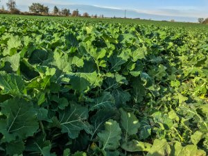 Rzepak Phoenix CL - 19.10.2019