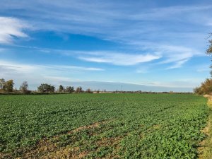 Rzepak Phoenix CL - 19.10.2019