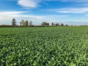 Rzepak Phoenix CL - 19.10.2019