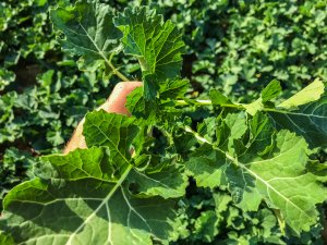 Rzepak Phoenix CL - 19.10.2019