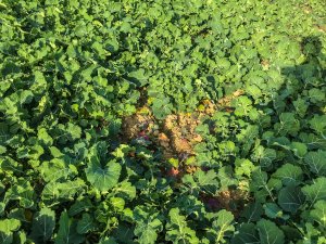 Rzepak Phoenix CL - 19.10.2019