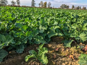 Rzepak Phoenix CL - 19.10.2019