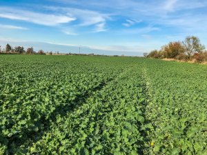 Rzepak Phoenix CL - 19.10.2019