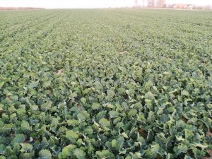 Rzepak Pioneer PT 264