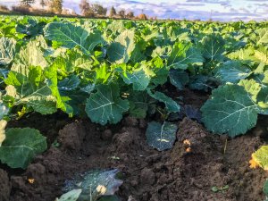 Rzepak Prince F1 - 10.10.2019r