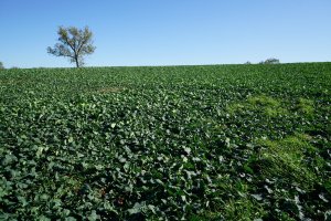 Rzepak Prince F1 - 12.10.2019