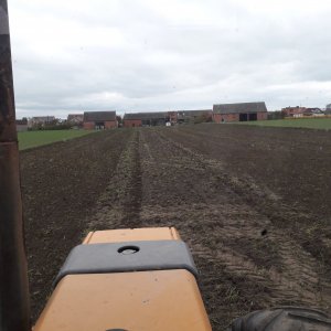 siew pszenicy kilimanjaro