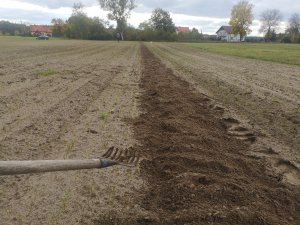 Siew pszenżyta Borowik