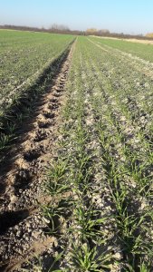 Probus pszenżyto, siew 23.09.2019 107kg/ha, 314szt/m²