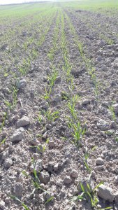 Euforia, pszenica, siew 1.10.2019 106kg/ha, 310szt/m²